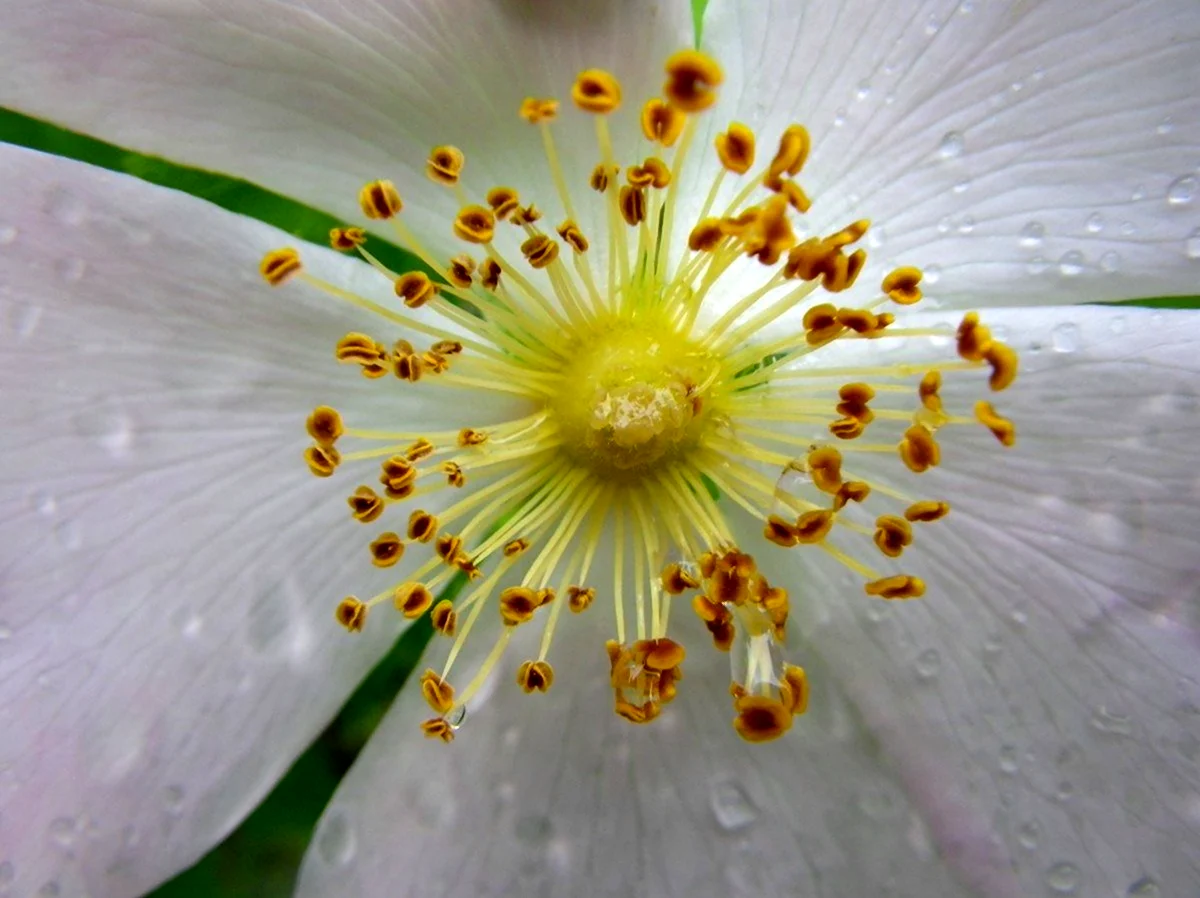 Цветок белый с большими тычинками