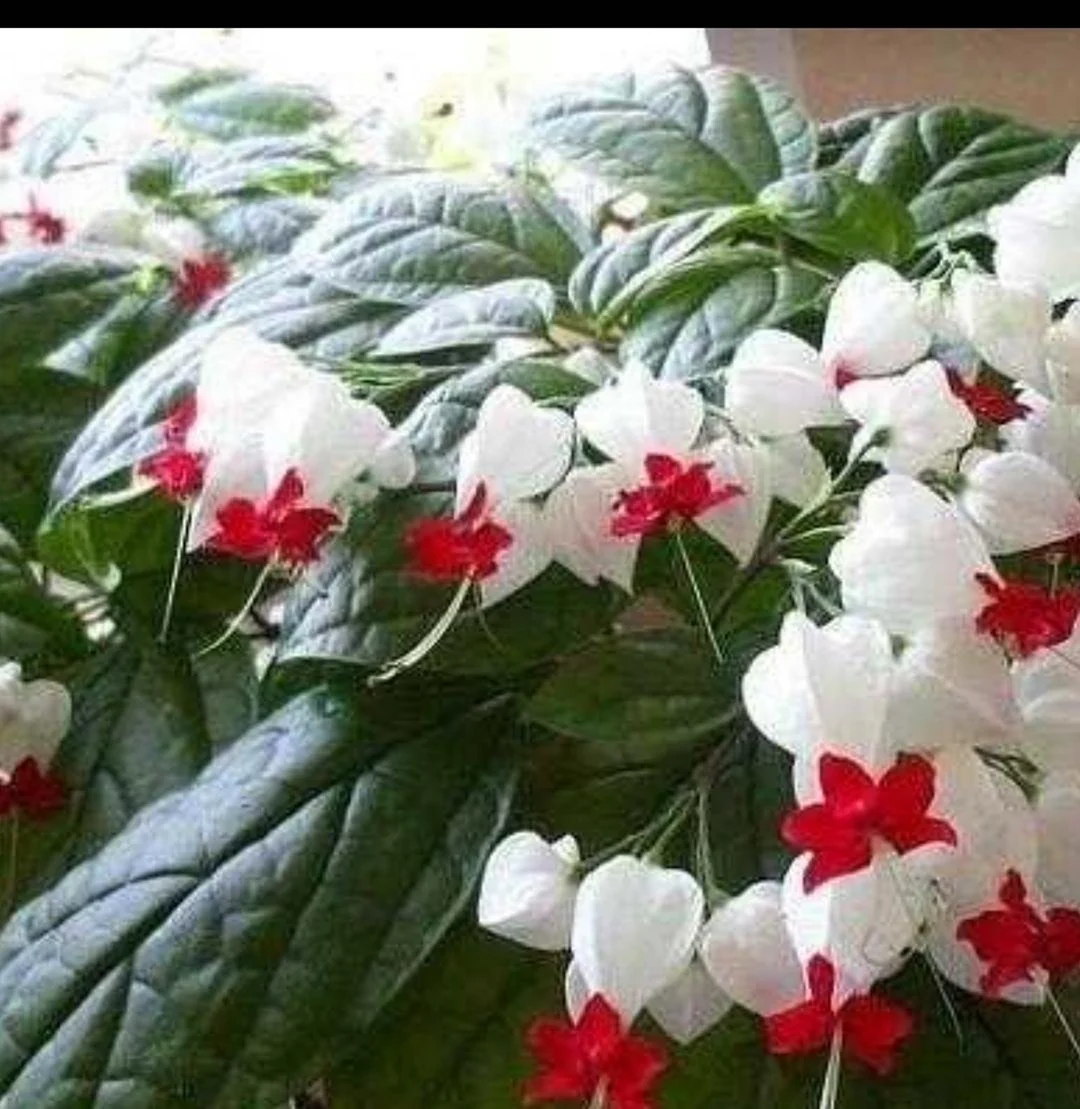 Цветок белый с красной серединой