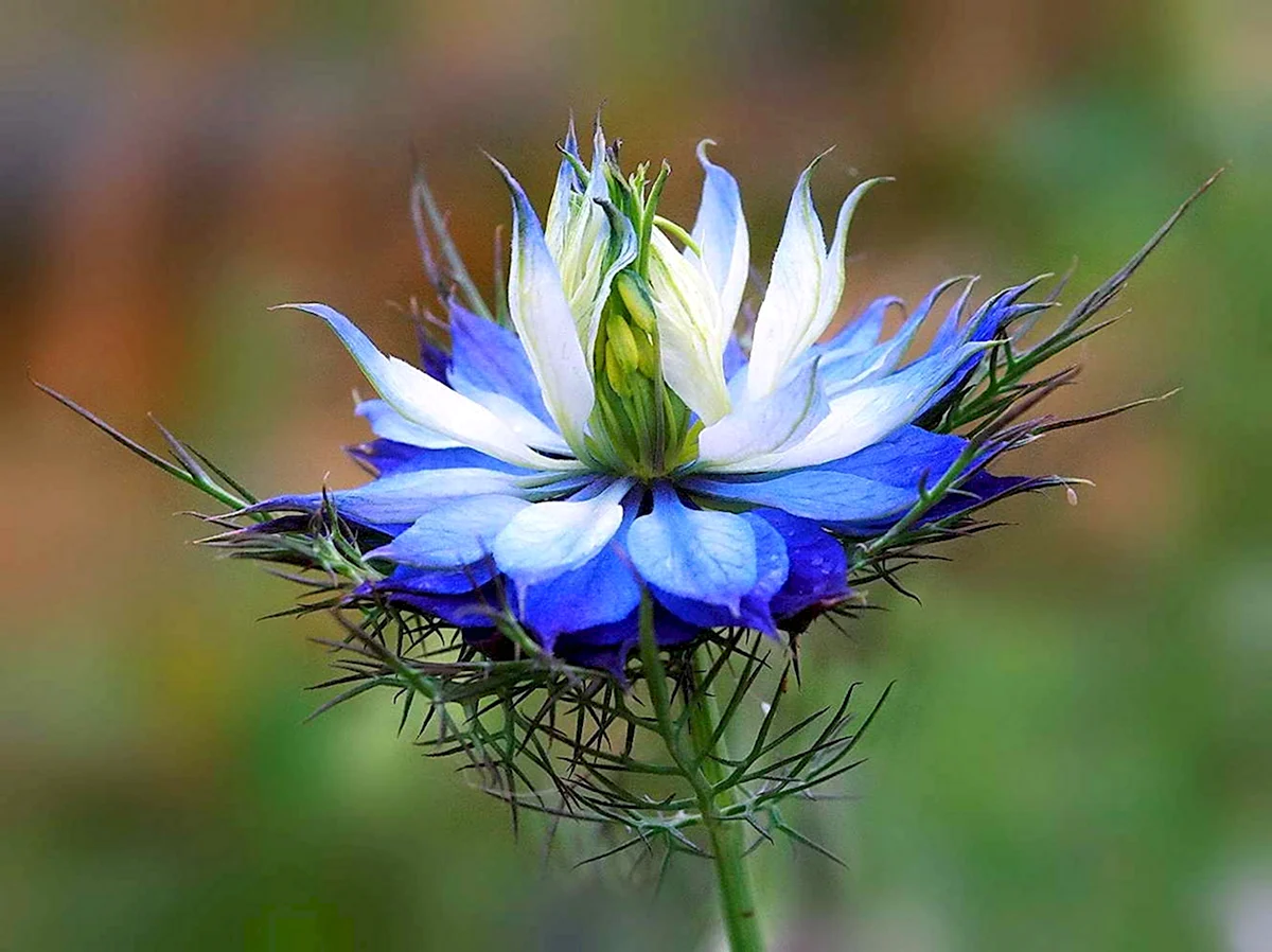 Цветок Чернушка нигелла