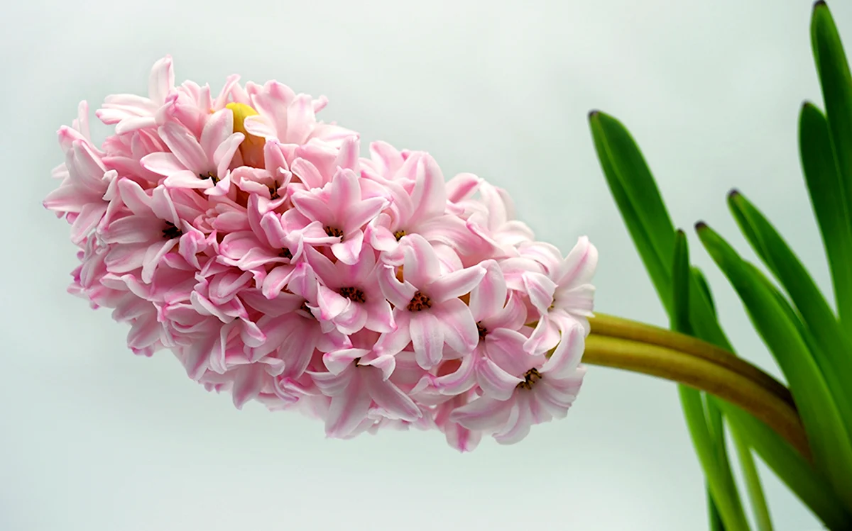 Цветок Hyacinthus Pink