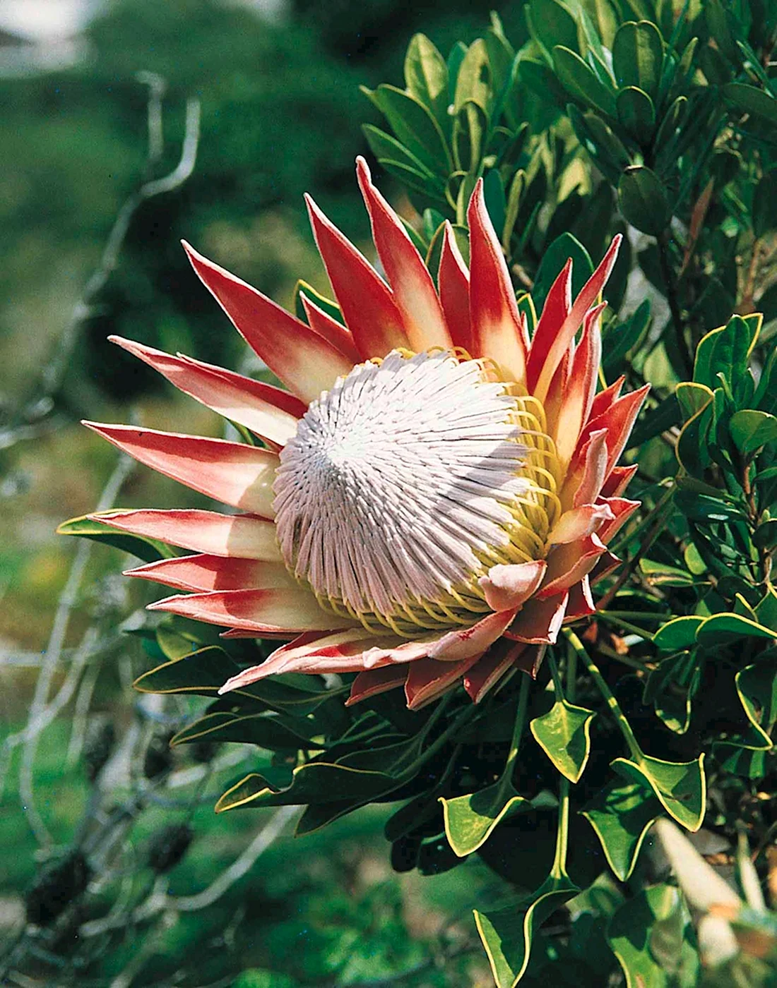 Цветок King Protea