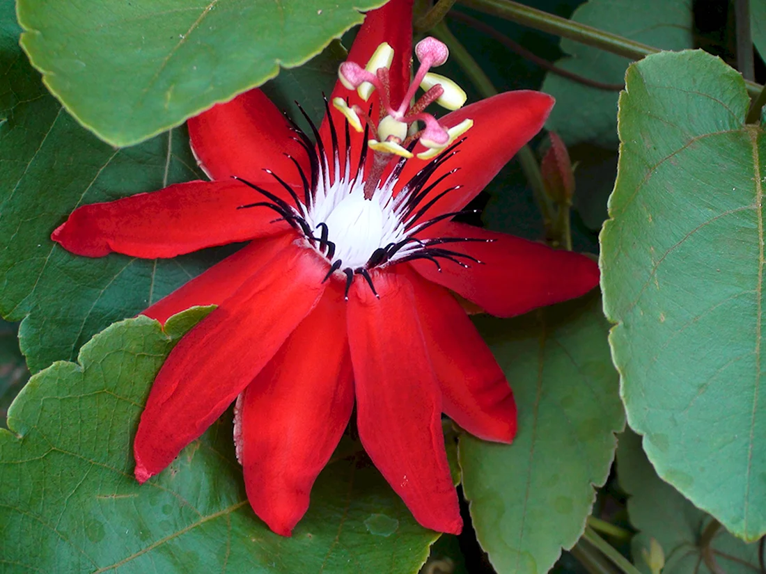 Цветок нагапушпама