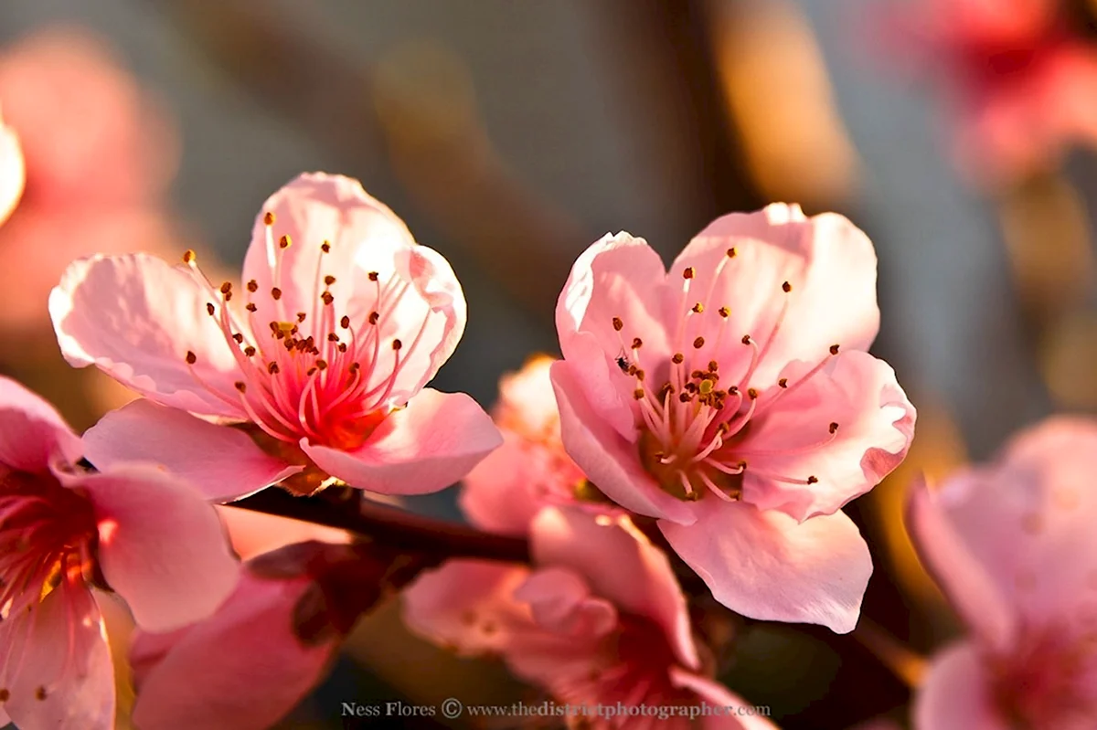 Цветок персика