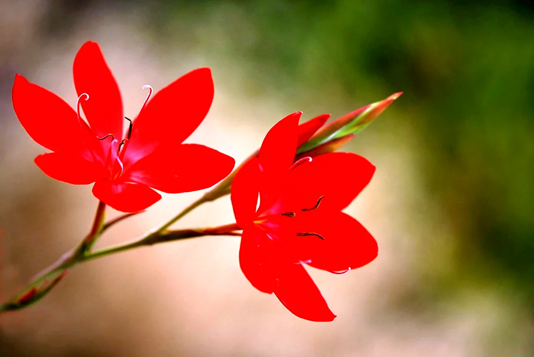 Цветок пилариус красный