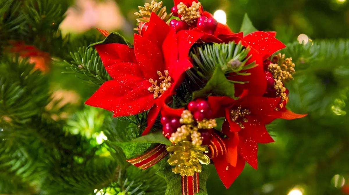 Цветок пуансеттия Рождественская