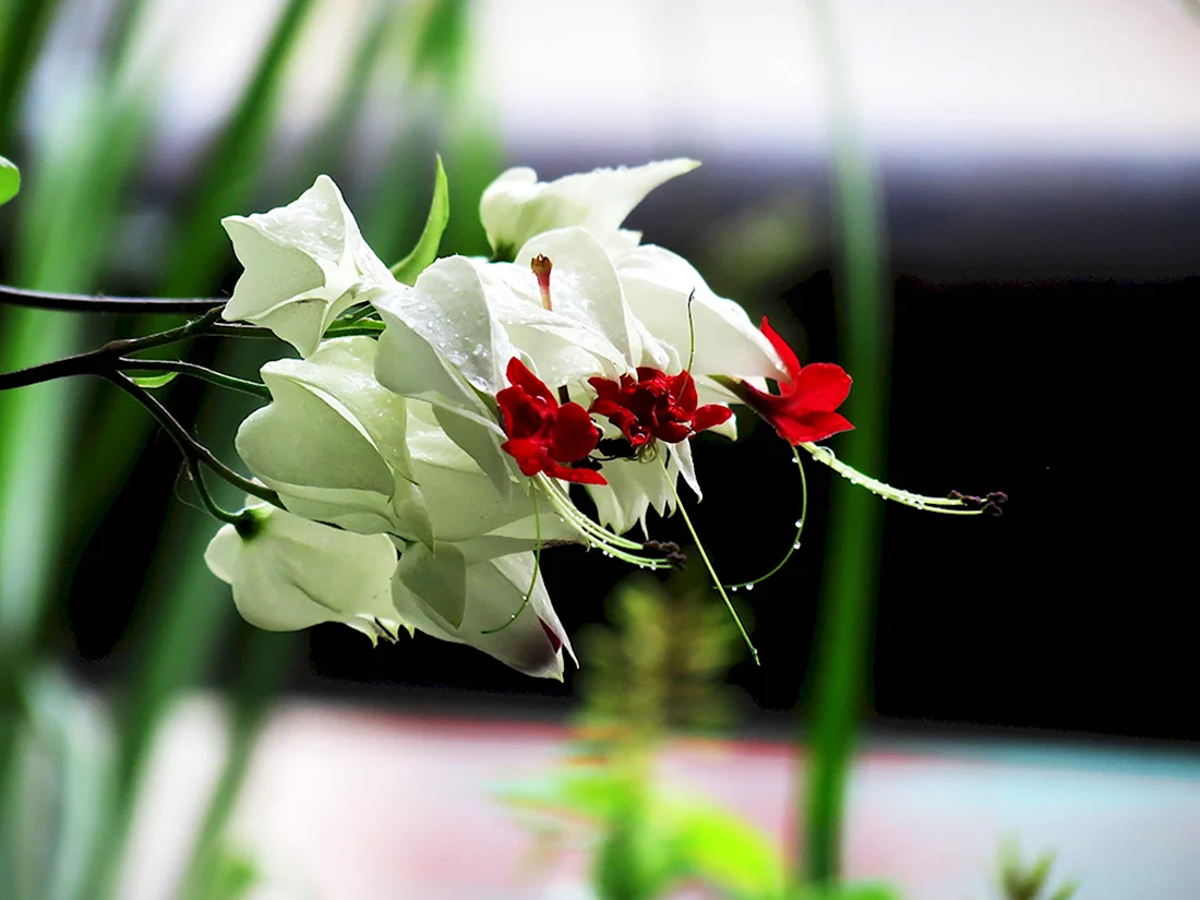 Цветок с белыми цветами