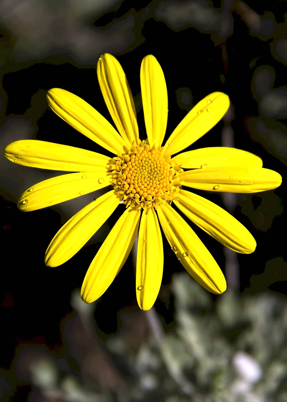 Цветок с желтыми лепестками