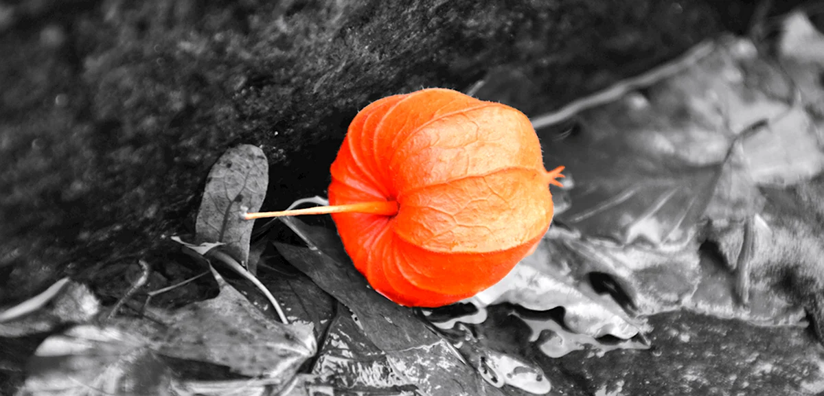 Цветок темные листья и оранжевый цветочек