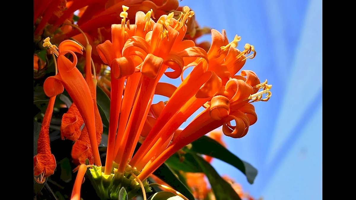 Цветок цветет оранжевыми цветами