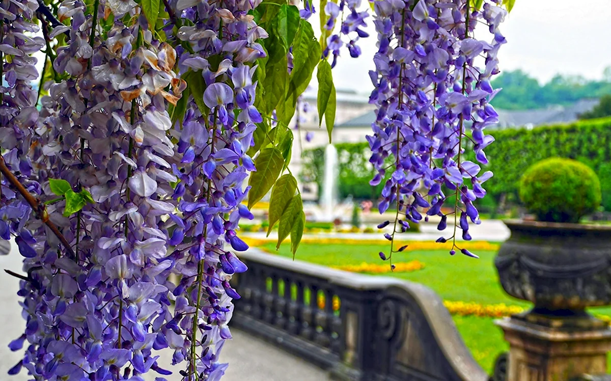 Цветущая Глициния Абхазия