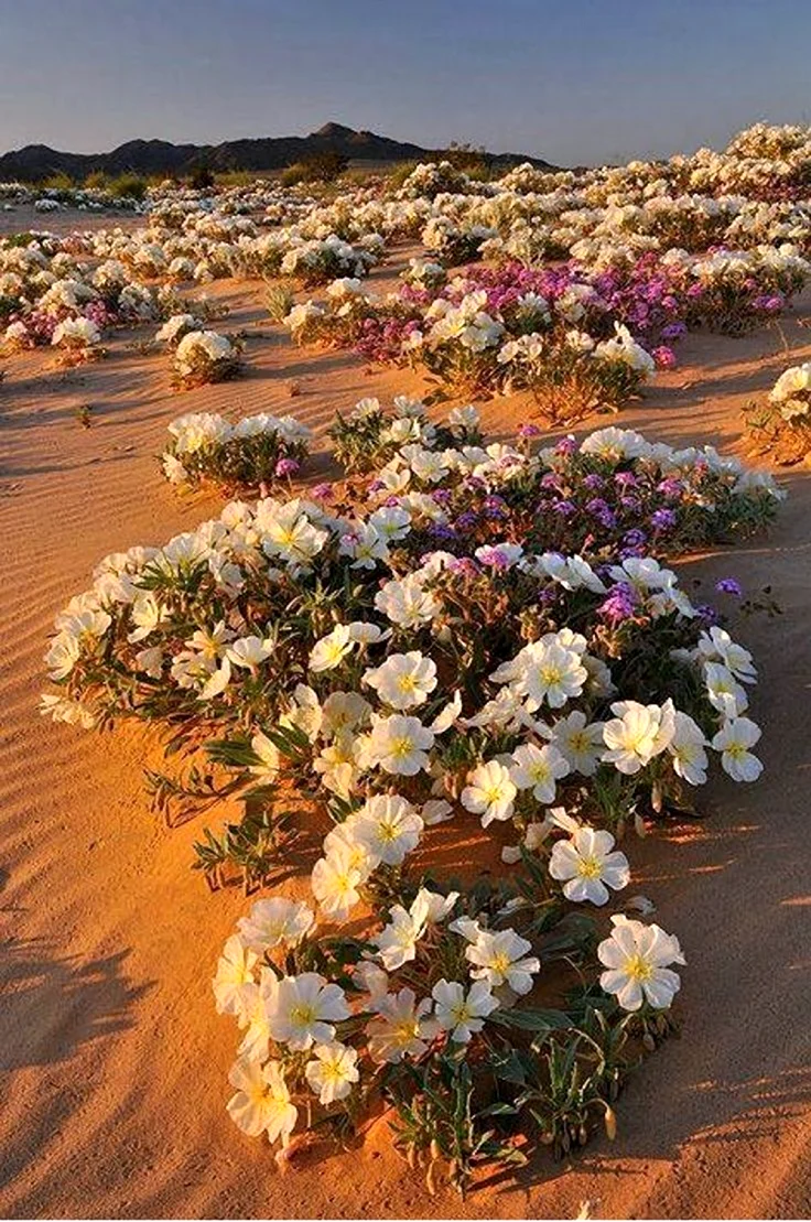 Цветущая пустыня Мохаве