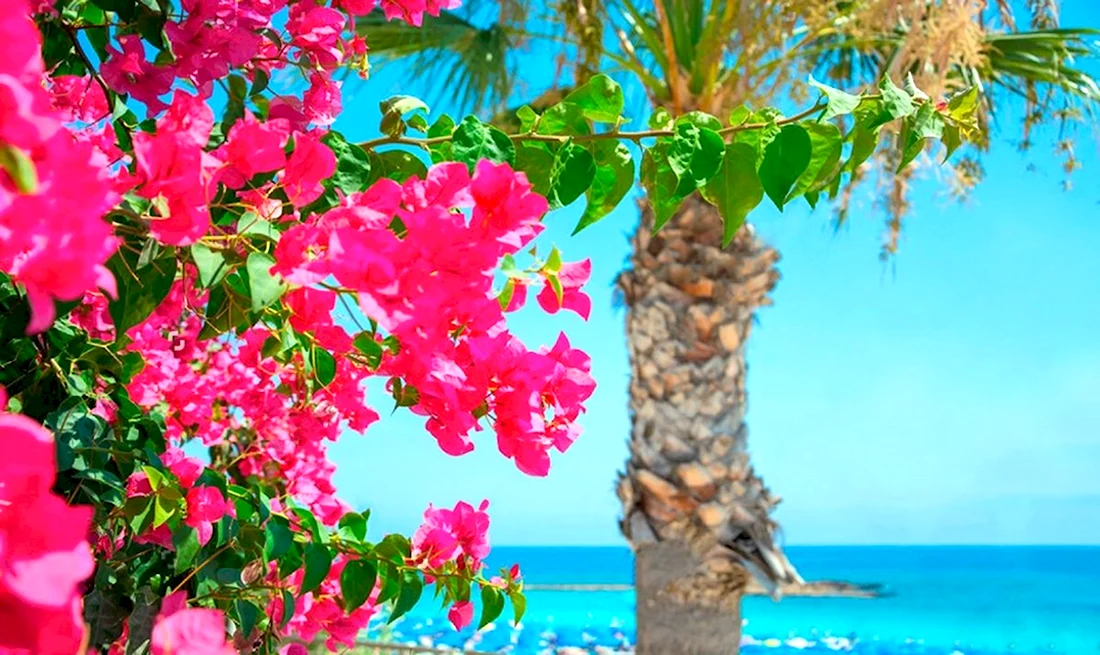 Цветущий Кипр