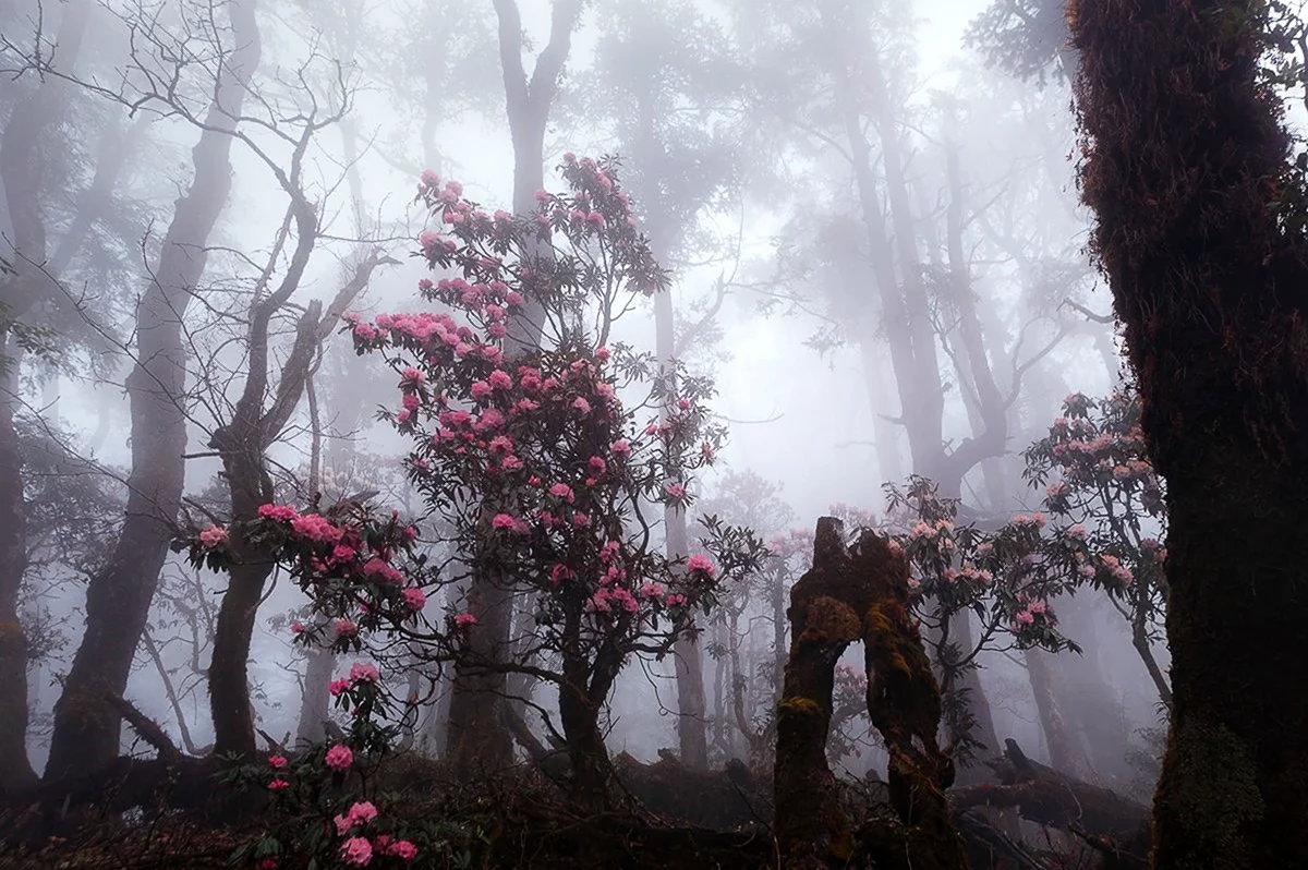 Цветущий сад в тумане