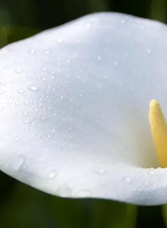 Цветы - белокрыльник White Calla Lily
