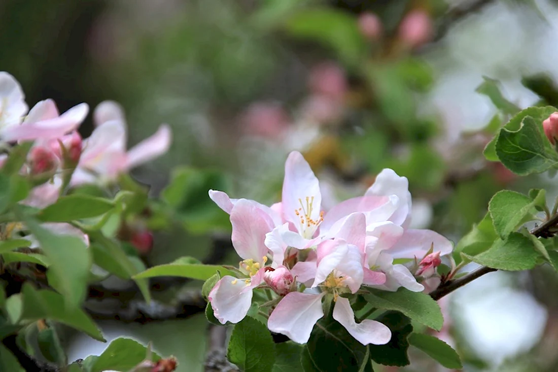 Цветы дикой яблони Хайтан