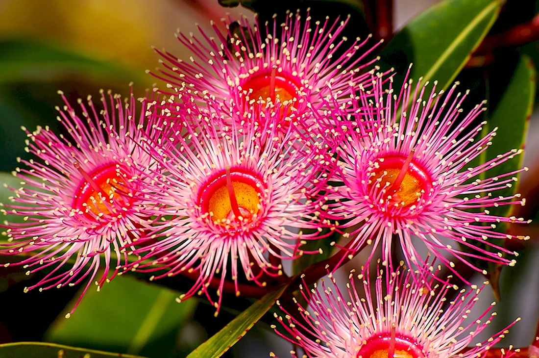 Цветы эвкалипта Австралия