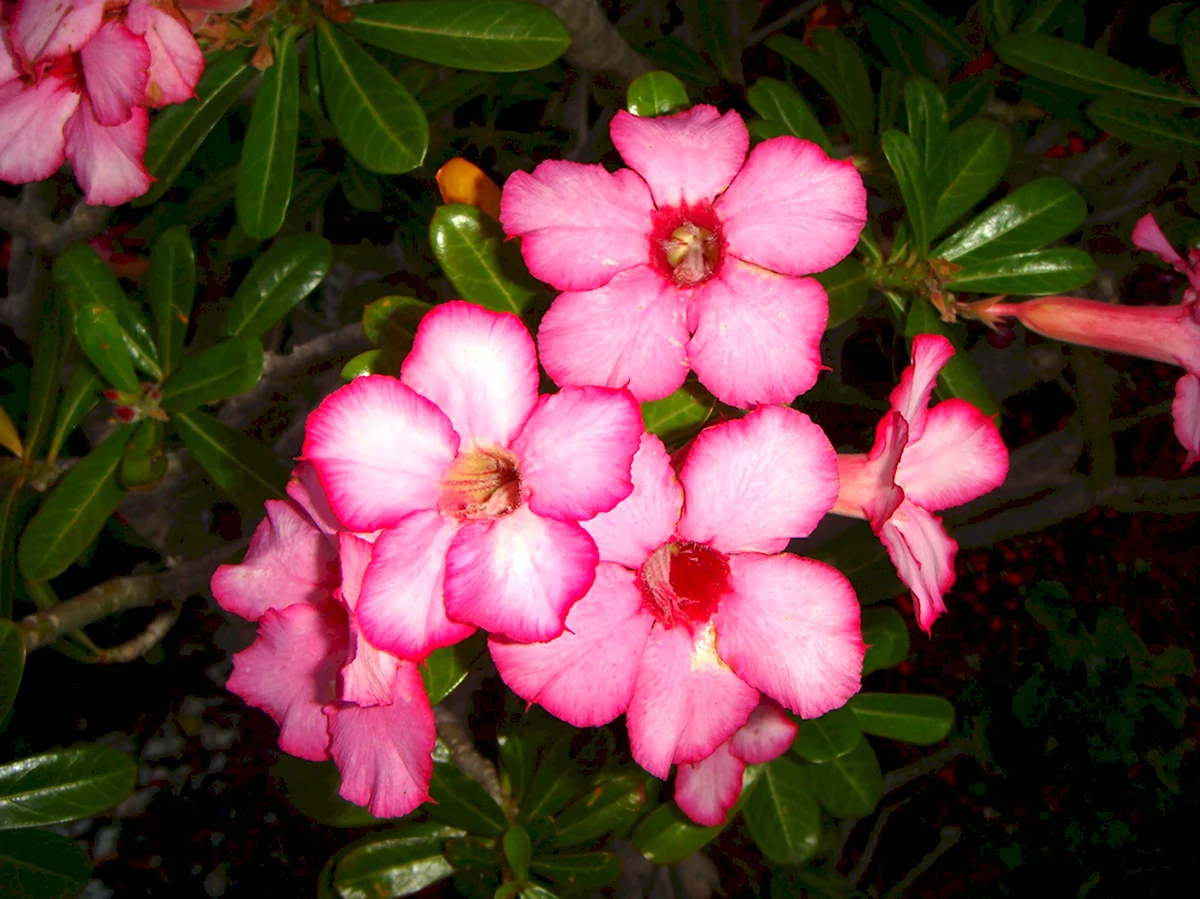 Цветы Флорида Флауэрс