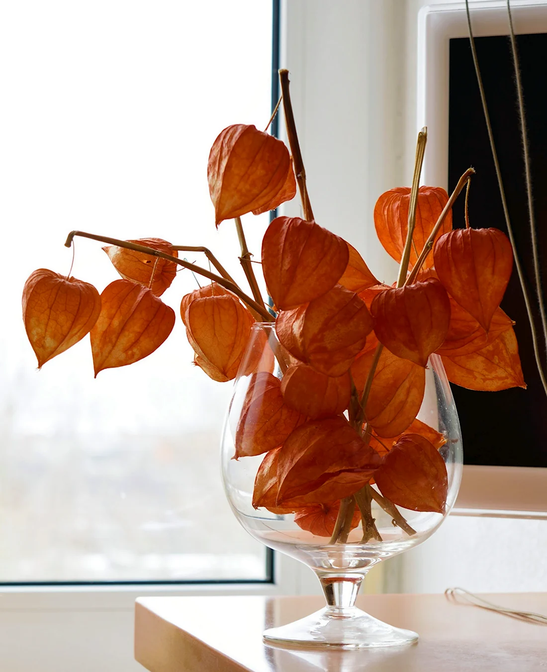Цветы фонарики оранжевые