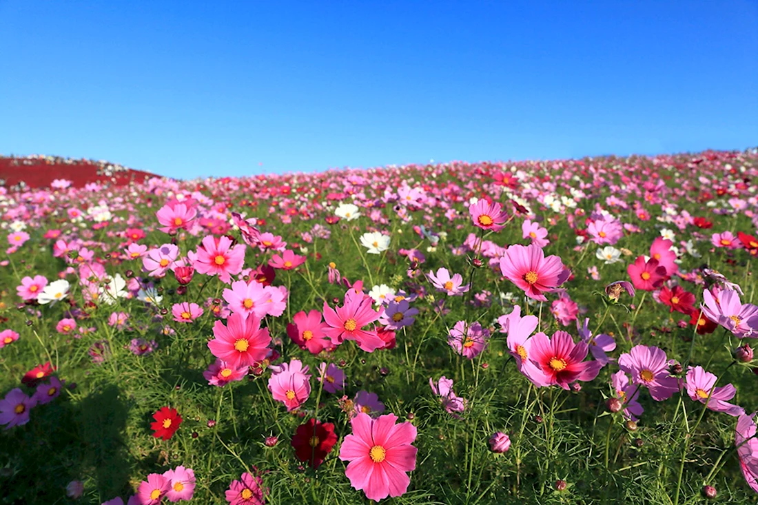 Цветы Южной Кореи поле космеи