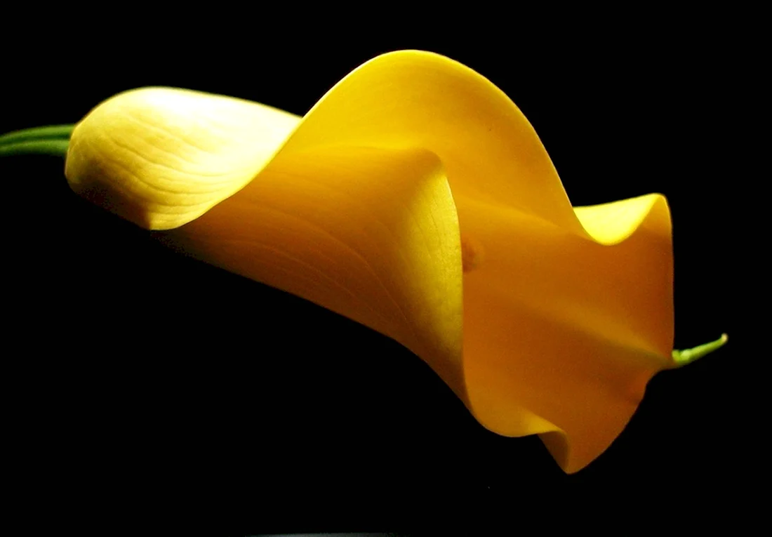 Цветы каллы жёлтые
