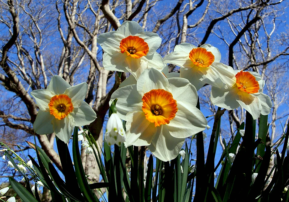 Цветы Крыма Нарцисс