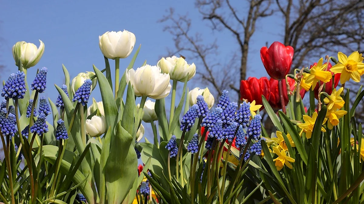 Цветы луковичные Голландия
