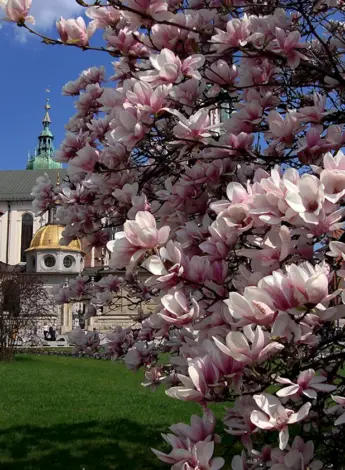 Цветы Магнолия в Праге