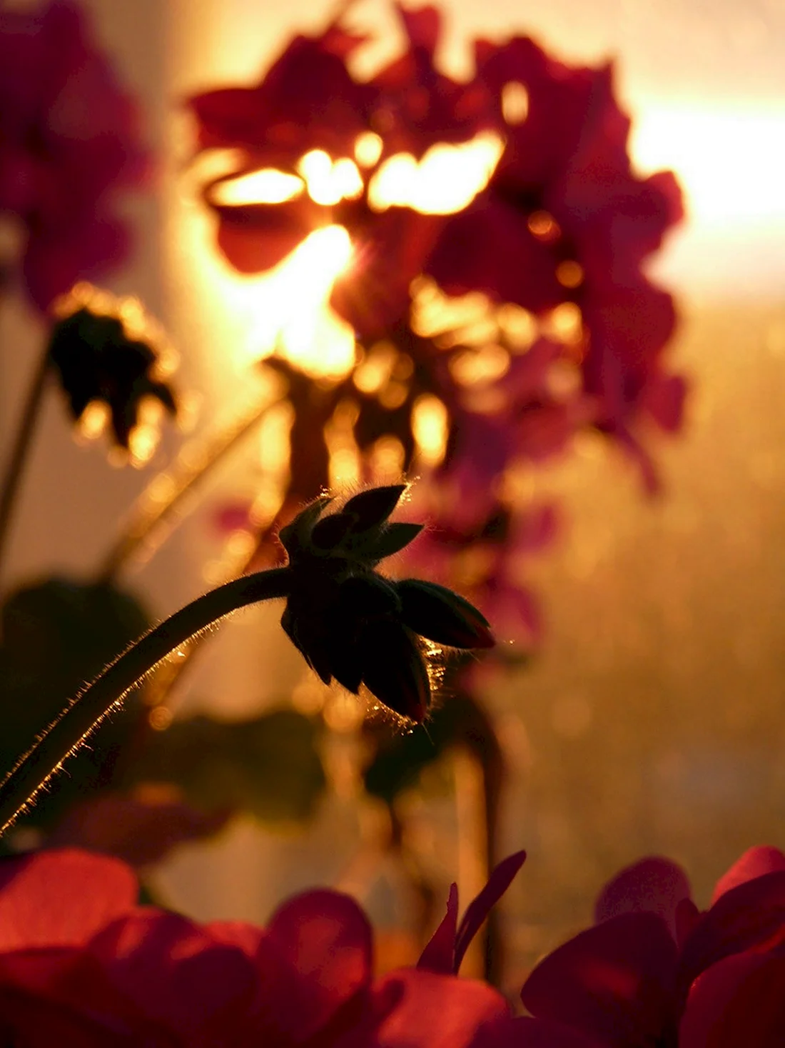 Цветы на фоне заката