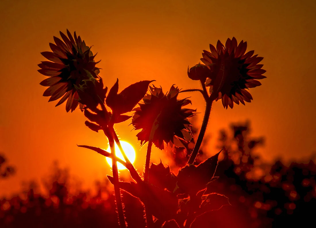 Цветы на закате солнца