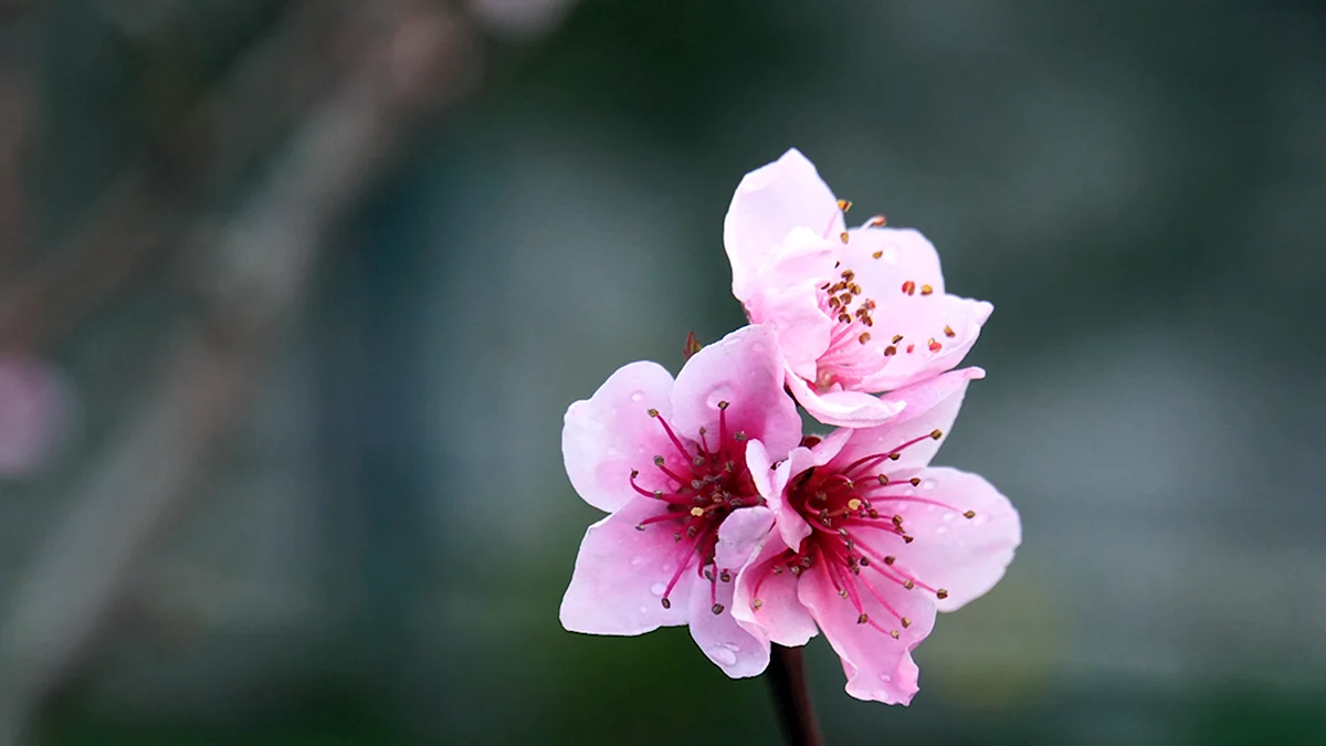 Цветы персика картинки