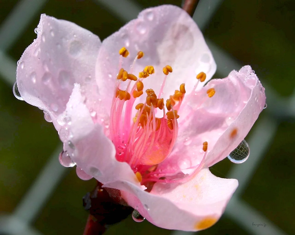 Цветы персика МОМО