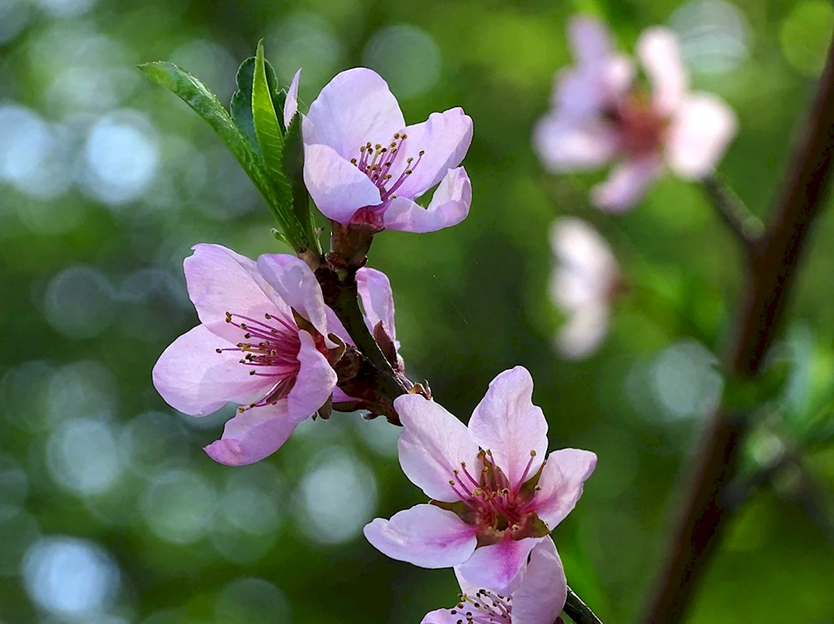Цветы персикового дерева