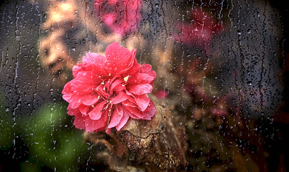 Цветы под дождем