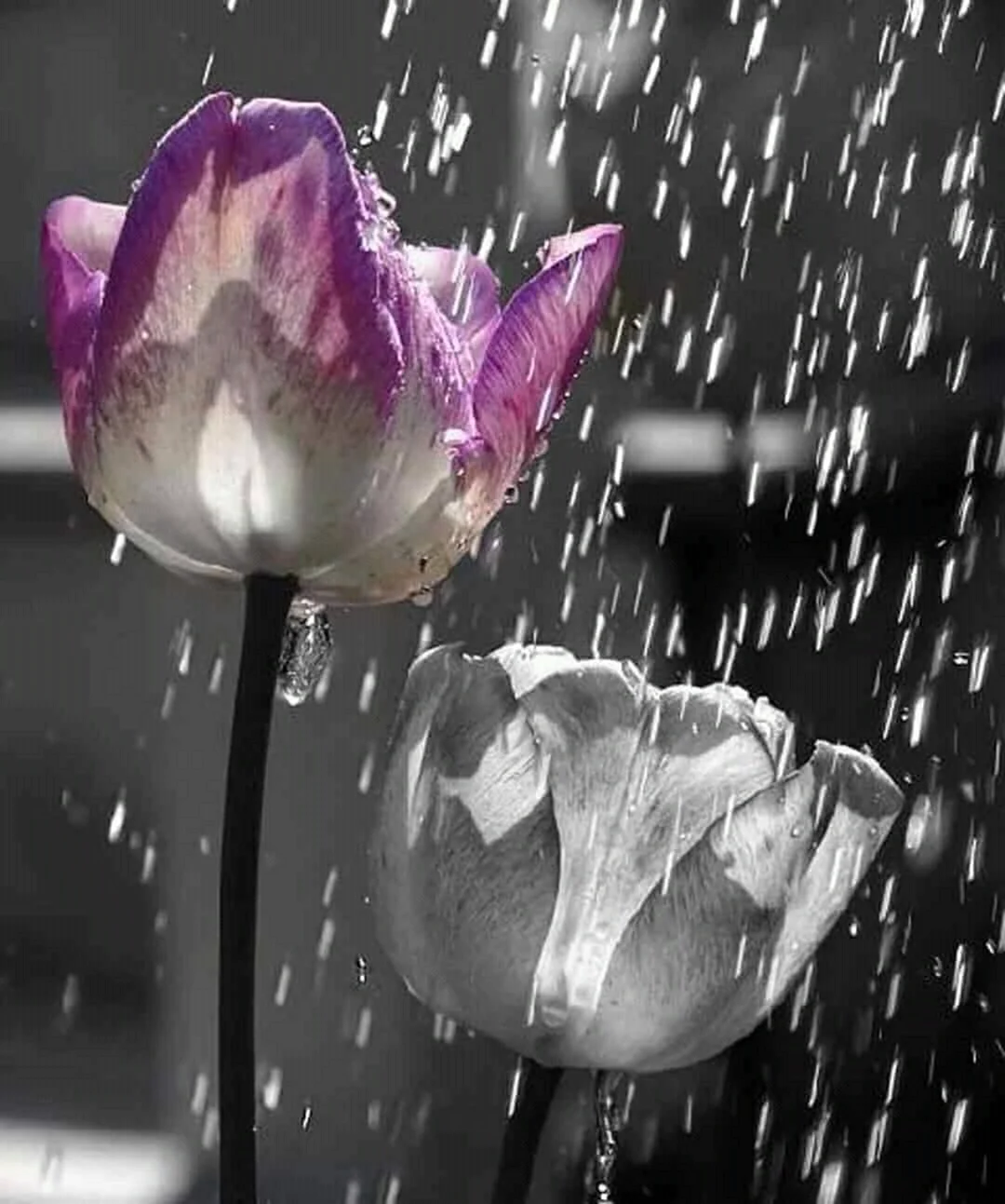 Цветы под дождем