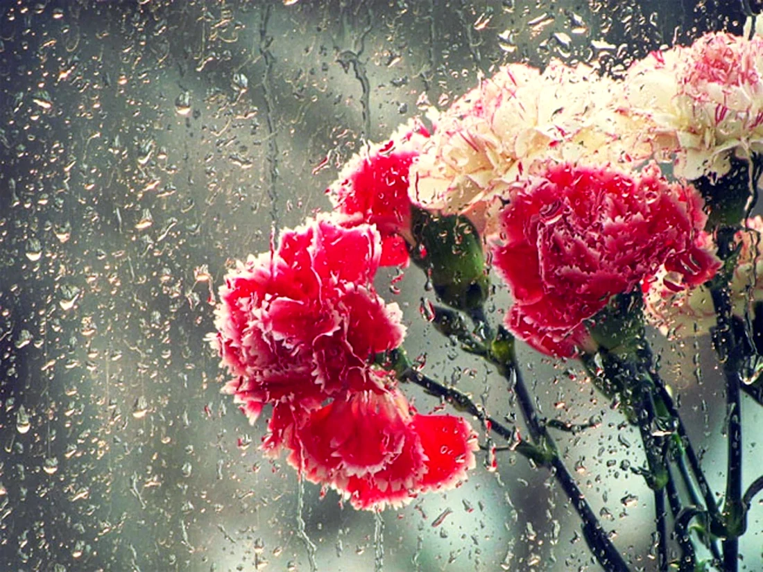 Цветы под дождем картинки