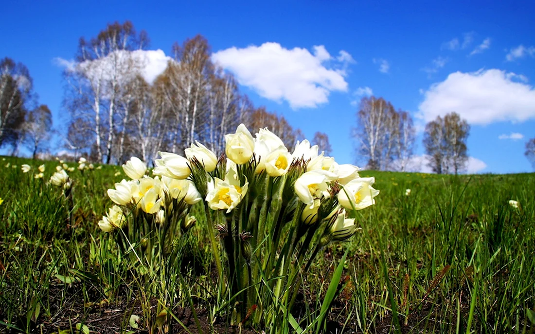 Цветы подснежники Сибирские