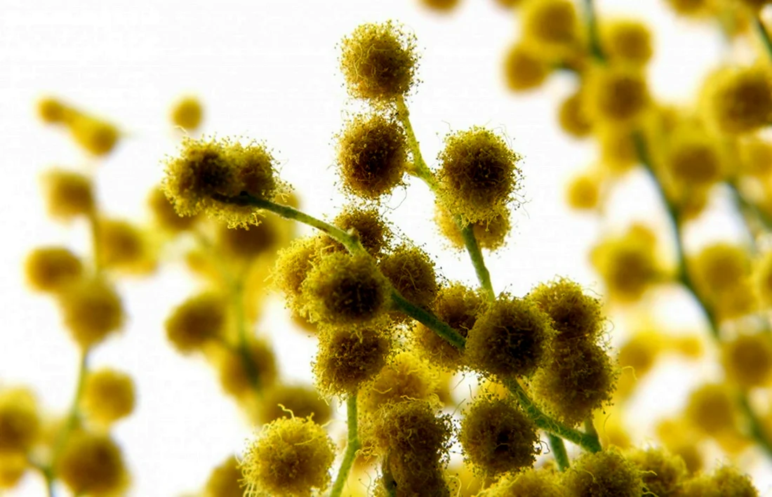 Цветы с желтыми шариками маленькими