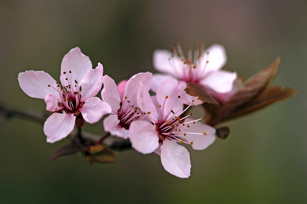 Цветы Сакуры