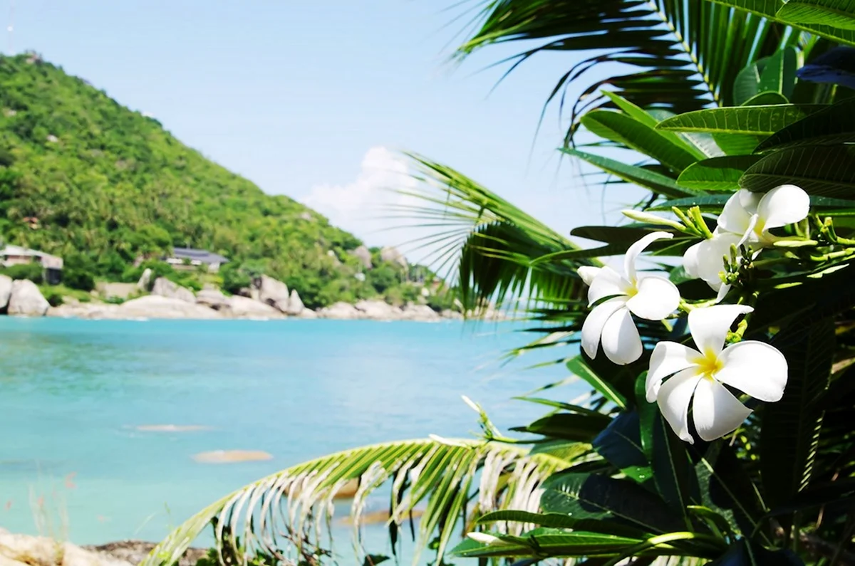 Цветы тропические Франжипани море