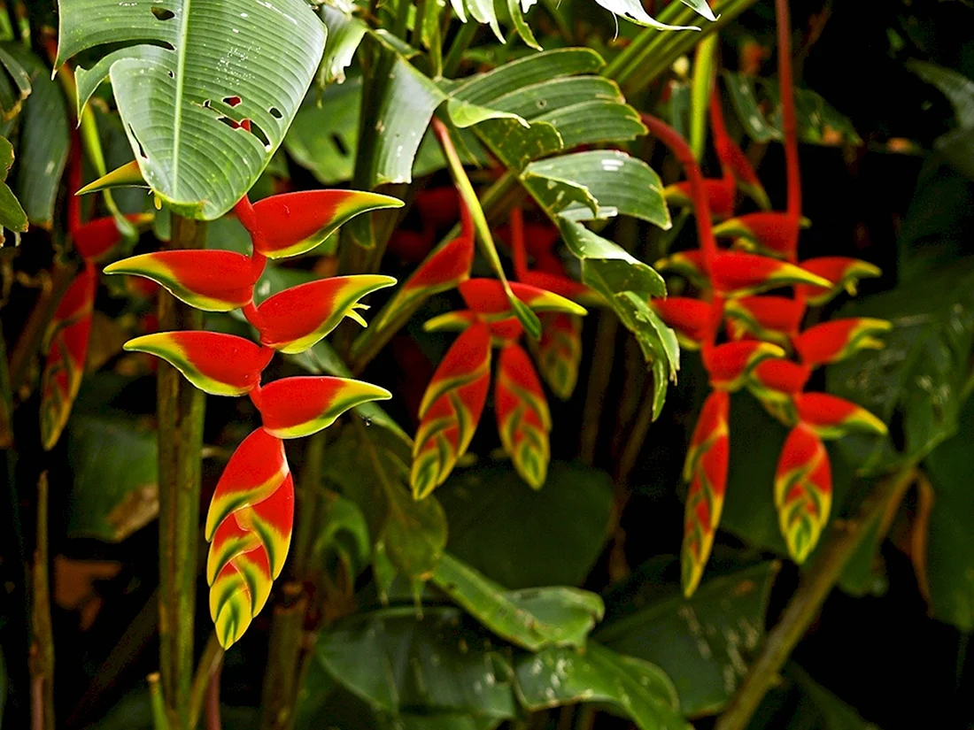 Цветы тропического леса Бразилии