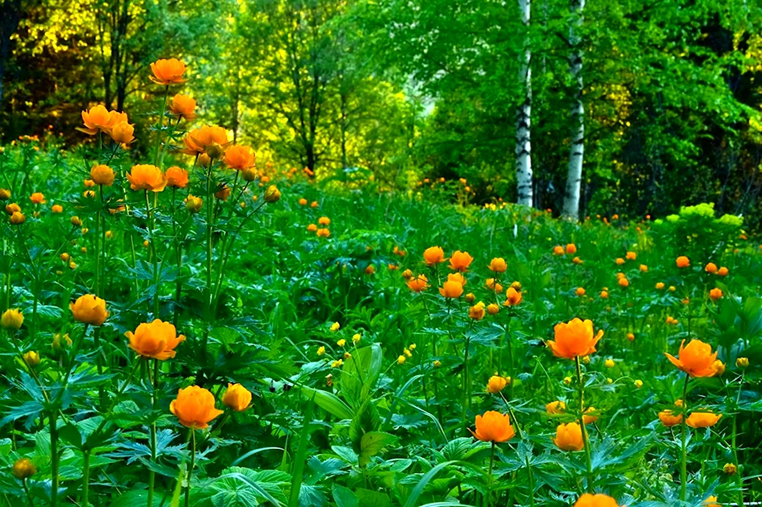 Цветы жарки Сибирские Лесные