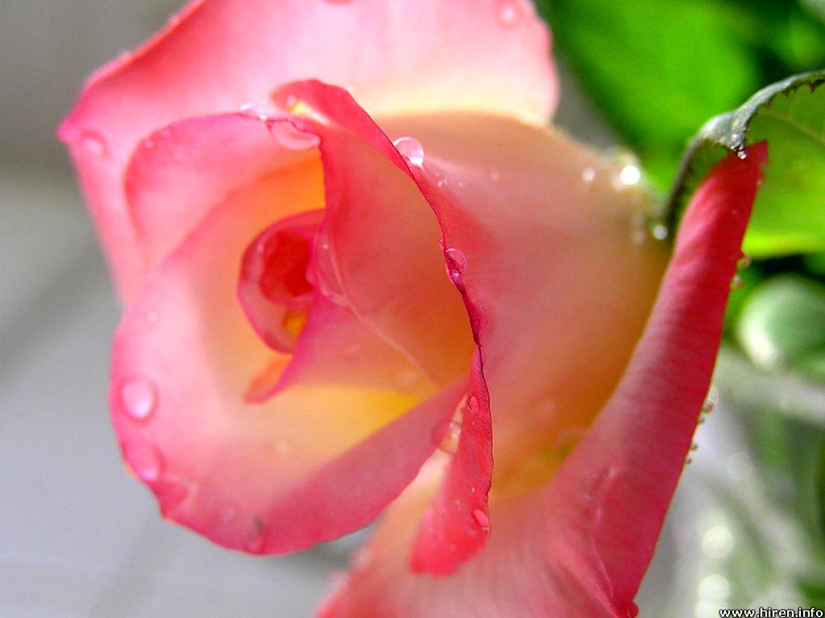 Утренняя роза в росе