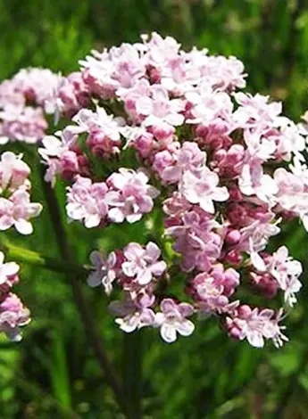 Валериана Аянская