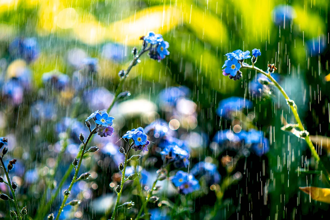Васильки летом под дождем