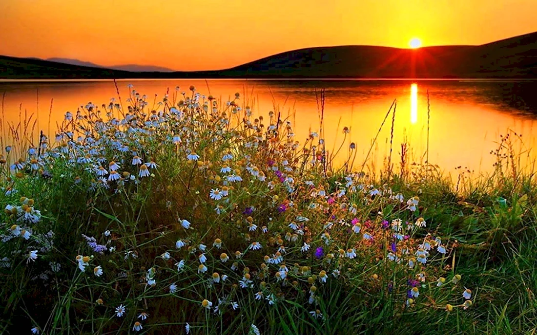 Вечер озеро цветы