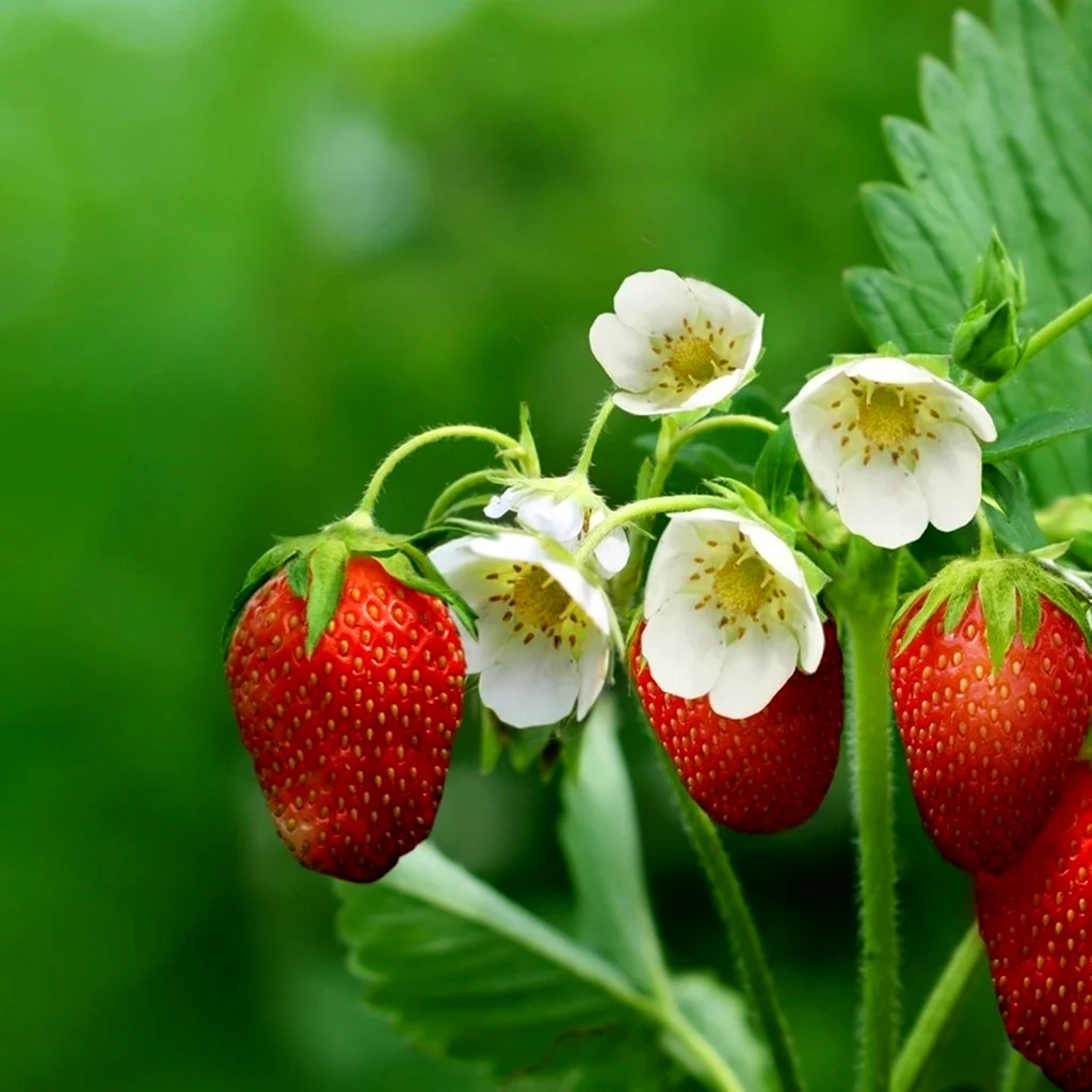 Весенние ягоды