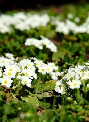 Весенние цветы Белокуриха