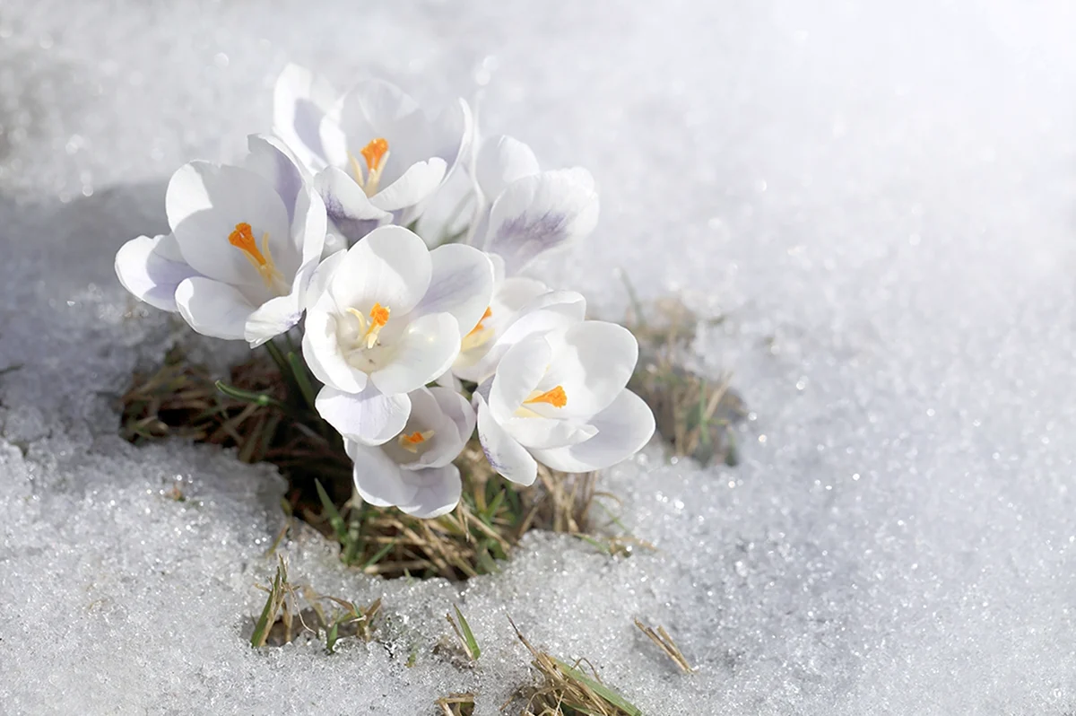 Весенние цветы в снегу