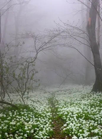 Весенний лес в тумане