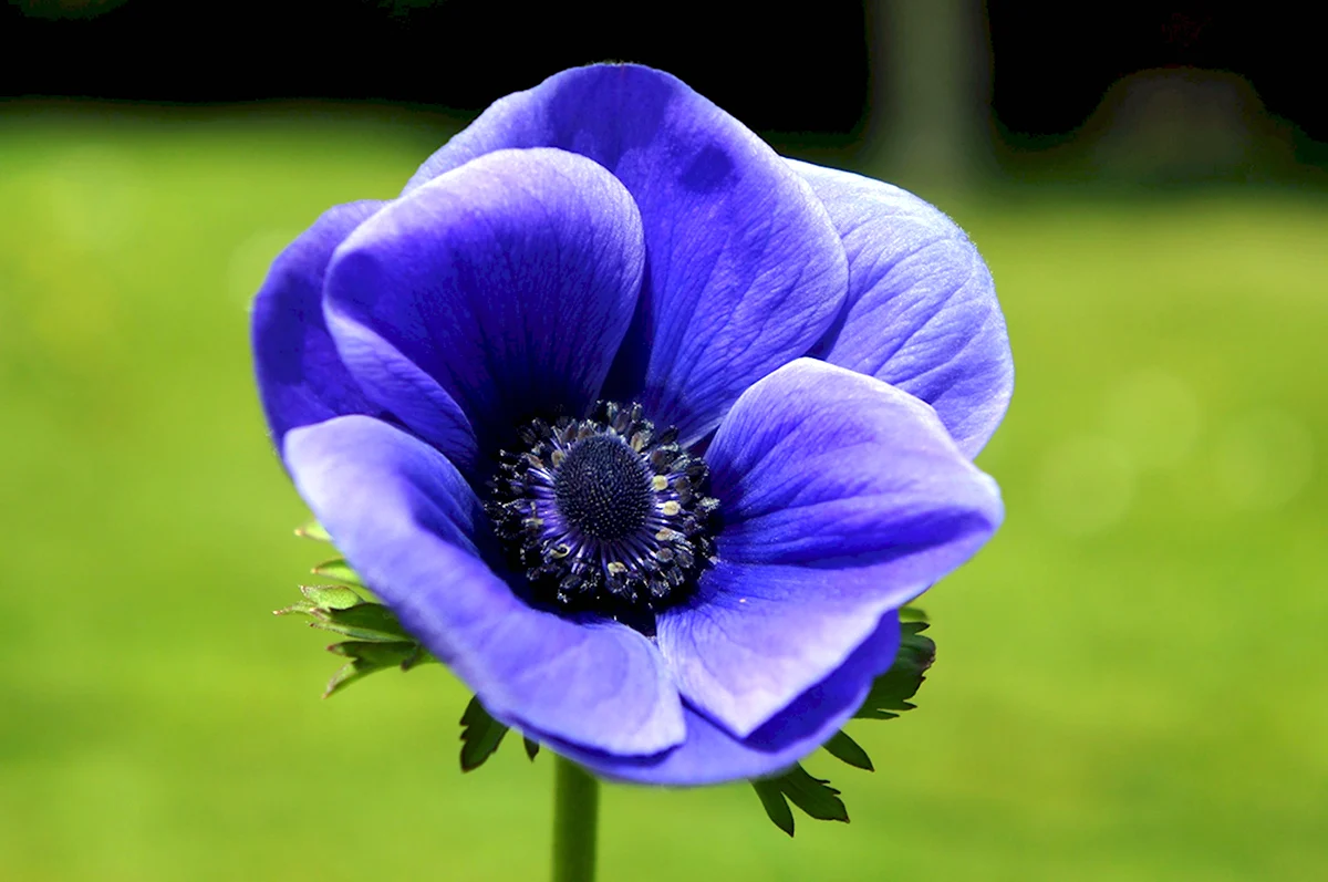 Ветреница синяя цветок